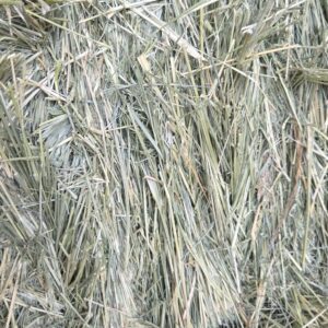 Close-up of dry hay stacked in a pile.