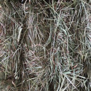 Close-up of dried hay scattered on the ground.